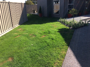 lawn repair